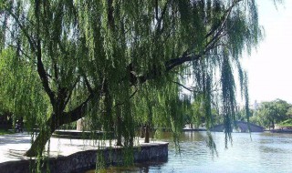 柳树的特点（柳树的特点作文）