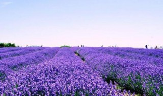 薰衣草花语和寓意（薰衣草花语和寓意图片）