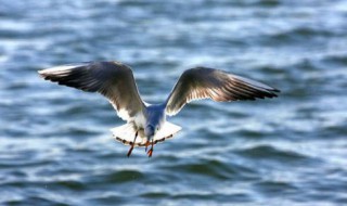 海鸥的寓意和象征（海鸥的寓意和象征风水）