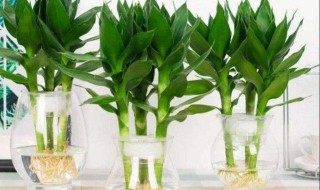 富贵竹老是不生根怎办（富贵竹一直不生根怎么回事）