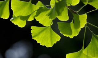 银杏叶的寓意（银手镯上有银杏叶的寓意）