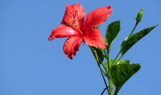 扶桑花的寓意（扶桑花的寓意和禁忌）