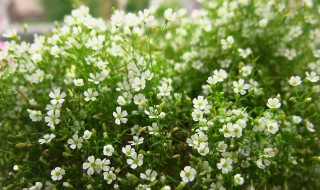 满天星的寓意（满天星的寓意是什么）