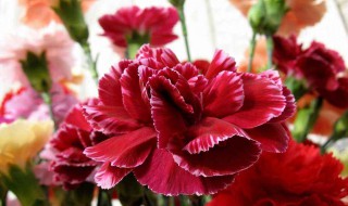 康乃馨的寓意（康乃馨的花语）