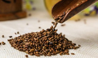 挑选决明子的方法（如何挑选好的决明子）