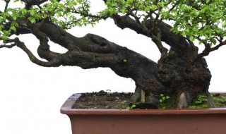 农村如何做盆景（农村做盆景的树桩前景）