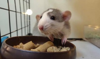 养花枝鼠的正确方法（养花枝鼠的注意事项）