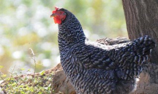 怎么选择芦花鸡 怎么选择芦花鸡的好坏