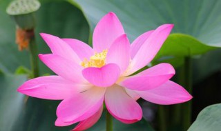 莲花寓意什么 莲花寓意什么人