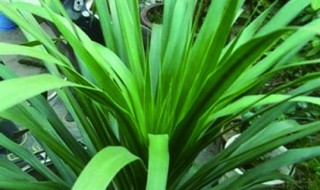 龙须树的寓意 龙须树的寓意和象征风水