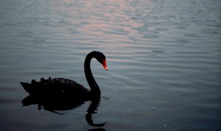黑天鹅的寓意及象征 黑天鹅的寓意及象征爱情含义
