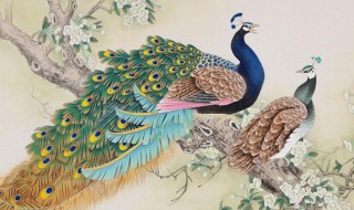 孔雀的寓意（玉雕孔雀的寓意）