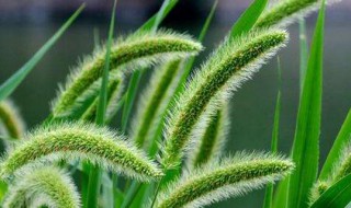 狗尾草的寓意（狗尾草的寓意博君一笑）