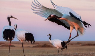 鹤的寓意和象征（黑颈鹤的寓意和象征）