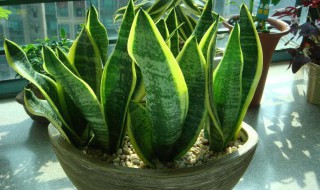 虎皮兰的寓意和象征（虎皮兰的寓意和象征风水）