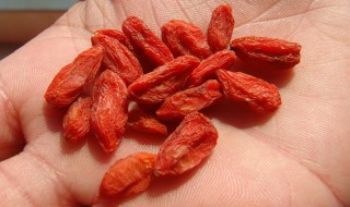 喝枸杞有什么好处（经常喝枸杞有什么好处）