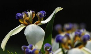 鸢尾花的寓意 紫色鸢尾花的寓意