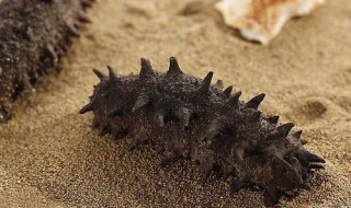 海参有什么好处（女人经常吃海参有什么好处）