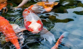 锦鲤的寓意 纹身锦鲤的寓意