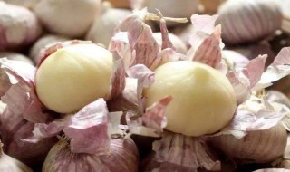 蒜种怎么处理出苗快 蒜种怎么处理出苗快些