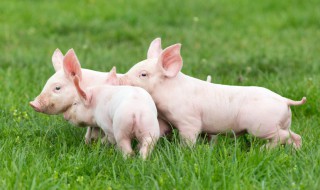 仔猪出生怎么处理 仔猪出生时要做哪些步骤