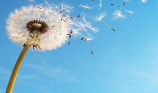 蒲公英茶的功效与作用及禁忌 决明子蒲公英茶的功效与作用及禁忌