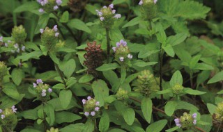 夏枯草的功效与作用及禁忌（夏枯草的功效与作用及禁忌症）