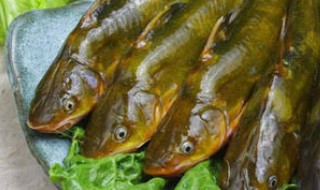 黄骨鱼的营养价值 黄骨鱼的营养价值及功效与禁忌