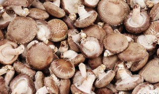 香菇的功效及营养价值 香菇功效与营养成分