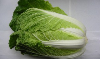 白菜的营养价值及功效（白菜的营养价值及功效与作用）