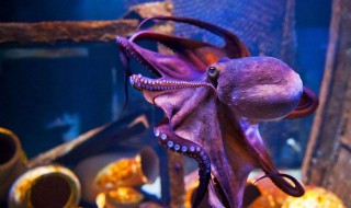 章鱼的血液是什么颜色的（章鱼的血液是什么颜色是蓝色还是红色）