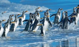 世界上体型最大的企鹅是什么（世界上体型最大的企鹅是什么企鹅）