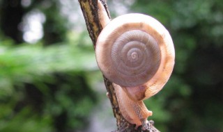 蜗牛喜欢吃什么（蜗牛喜欢吃什么水果）