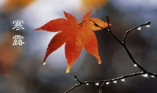 寒露是几月几日（寒露是几月几日2023）