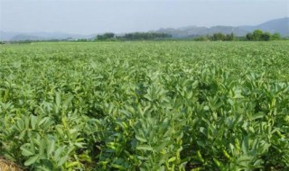 蚕豆什么时间播种（蚕豆什么时间播种种植）