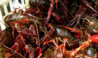 养小龙虾怎么换水（小龙虾换水什么时候最好）