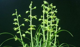 下山兰花怎么栽植（下山兰花怎么栽植视频）