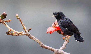 如何训练八哥 如何训练八哥鸟认主