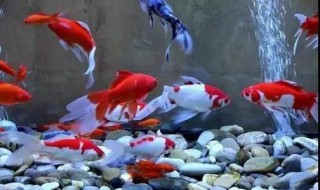 成为一个养鱼高手的方法是什么 成为一个养鱼高手的方法是什么意思