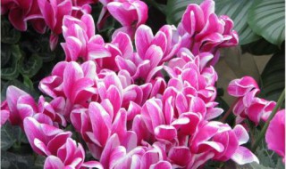 养仙客来的忌讳（养仙客来的忌讳是什么）