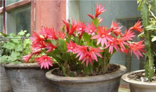 昙花用什么土栽培好 昙花用什么土栽培视频