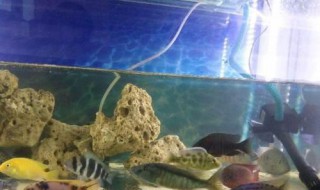 慈鲷鱼怎么养 慈鲷鱼怎么养才能不打架