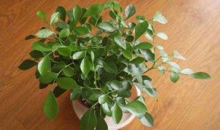 盆栽花卉养殖方法（盆栽花卉养殖方法有哪些）