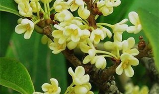 四季桂花怎么剪枝 四季桂花怎么剪枝视频教程