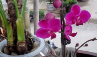 蝴蝶兰土怎么配制 蝴蝶兰土的配制方法