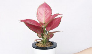 如意吉利红植物怎么养呢 如意吉利红可以长多大