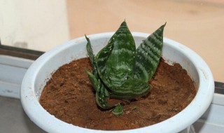 虎皮兰秋天能换盆吗（秋季虎皮兰能移栽吗）