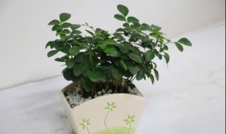 九里香扦插 九里香扦插时间和方法