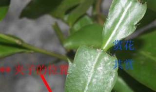 叶仙嫁接蟹爪兰教程（叶仙怎样嫁接蟹爪兰成活率高视频）