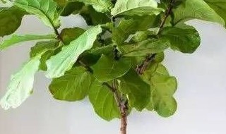 琴叶榕怎么养长得快（琴叶榕怎么养长得快一点）